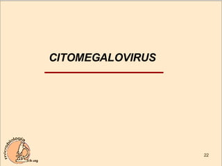 CITOMEGALOVIRUS 