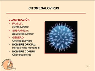 CITOMEGALOVIRUS CLASIFICACIÓN . FAMILIA :  Herpesviridae SUBFAMILIA :  Betaherpesvirinae GÉNERO :  Cytomegalovirus NOMBRE OFICIAL : Herpes virus humano 5 NOMBRE COMÚN : Citomegalovirus 