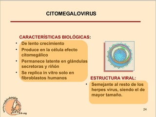 CITOMEGALOVIRUS  CARACTERÍSTICAS BIOLÓGICAS : De lento crecimiento Produce en la célula efecto citomegálico Permanece latente en glándulas secretoras y riñón Se replica in vitro solo en fibroblastos humanos ESTRUCTURA VIRAL: Semejante al resto de los herpes virus, siendo el de mayor tamaño. 
