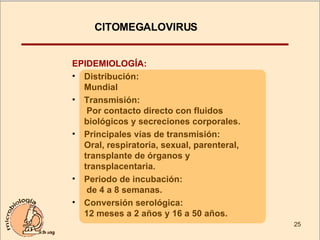 EPIDEMIOLOGÍA: Distribución:  Mundial Transmisión:  Por contacto directo con fluidos biológicos y secreciones corporales. Principales vías de transmisión:  Oral, respiratoria, sexual, parenteral, transplante de órganos y transplacentaria. Periodo de incubación:  de 4 a 8 semanas. Conversión serológica:  12 meses a 2 años y 16 a 50 años.  CITOMEGALOVIRUS  
