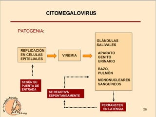PATOGENIA : REPLICACIÓN EN CÉLULAS EPITELIALES VIREMIA GLÁNDULAS SALIVALES APARATO GENITO URINARIO BAZO, PULMÓN MONONUCLEARES SANGUÍNEOS SEGÚN SU PUERTA DE ENTRADA PERMANECEN  EN LATENCIA SE REACTIVA ESPONTANEAMENTE CITOMEGALOVIRUS  