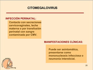 INFECCIÓN PERINATAL: Contacto con secreciones cervicovaginales, leche materna o por transfusión perinatal con sangre contaminada por CMV. Puede ser asintomática,  presentarse como mononucleosis infecciosa o neumonía intersticial. MANIFESTACIONES CLÍNICAS: CITOMEGALOVIRUS  