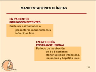 EN PACIENTES INMUNOCOMPETENTES Suele ser asintomática o  presentarse mononucleosis  infecciosa leve MANIFESTACIONES CLÍNICAS  EN INFECCIÓN  POSTRANSFUSIONAL Periodo de incubación  de 3 a 5 semanas Mononucleosis infecciosa,    neumonía y hepatitis leve. 