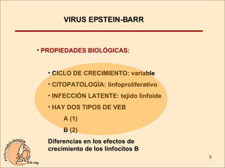 VIRUS EPSTEIN-BARR PROPIEDADES BIOLÓGICAS: CICLO DE CRECIMIENTO: variable CITOPATOLOGÍA: linfoproliferativo INFECCIÓN LATENTE: tejido linfoide HAY DOS TIPOS DE VEB A (1) B (2) Diferencias en los efectos de crecimiento de los linfocitos B 