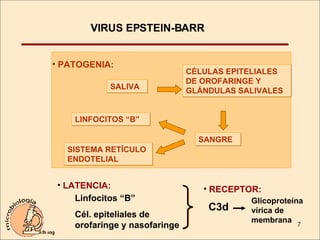 VIRUS EPSTEIN-BARR PATOGENIA: SALIVA CÉLULAS EPITELIALES DE OROFARINGE Y GLÁNDULAS SALIVALES SANGRE LINFOCITOS “B” SISTEMA RETÍCULO ENDOTELIAL LATENCIA: Linfocitos “B” Cél. epiteliales de  orofaringe y nasofaringe RECEPTOR: C3d Glicoproteína vírica de membrana  