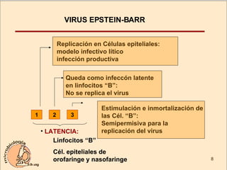 VIRUS EPSTEIN-BARR LATENCIA: Linfocitos “B” Cél. epiteliales de  orofaringe y nasofaringe Replicación en Células epiteliales:  modelo infectivo lítico  infección productiva 1 2 Queda como infeccón latente en linfocitos “B”:    No se replica el virus 3 Estimulación e inmortalización de las Cél. “B”:  Semipermisiva para la  replicación del virus 