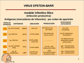 VIRUS EPSTEIN-BARR modelo infectivo lítico  (infección productiva) Antígenos (marcadores de infección):  por orden de aparición 1 Ag. NUCLEARES EBNA NÚCLEO EN TODAS LAS  CÉL INFEC DETECCIÓN DE ANTICUERPOS EN FASE AVANZADA ORDEN EN APARECER UBICACIÓN ANTÍGENOS 2 Ag. PRECOZ AE-R CITOPLASMA NO SE OBSERVAN  EN BURKITT 1ER SIGNO DEL CÍCLO LÍTICO 3 Ag. PRECOZ AE-D CITOPLASMA  Y NÚCLEO SE OBSERVAN EN MONONUCLEOSIS INFECCIOSA. 4 Ag. DE CÁPSIDE VIRAL VCA CITOPLASMA  IgM = TRANSITORIA  IGg = PERSISTENTE EN CÉL. QUE PRODUCEN VIRUS 5 Ag. DE MEMBRANA LMP SUPERFICIE CELULAR IgM = TRANSITORIA  IgG = PERSISTENTE SON GLICOPROTEÍNAS DE ENVOLTURA PRODUCCIÓN 