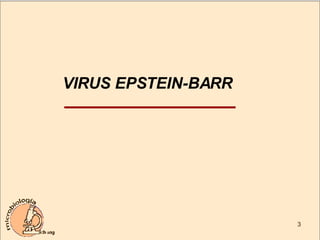 VIRUS EPSTEIN-BARR 