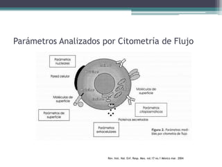 Parámetros Analizados por Citometría de Flujo
Rev. Inst. Nal. Enf. Resp. Mex. vol.17 no.1 México mar. 2004
 