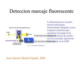 Deteccion marcaje fluorescente                                             Cómo se obtiene la luz fluorescente.   La fluoresceina se usa para marcar anticuerpos monoclonales dirigidos contra cualquier estructura que queramos investigar en la celula, el numero de celulas con ese marcador apareceran fluorescente en la CMF. José Antonio Martìn Fajardo. 2004 