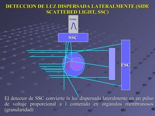 DETECCION DE LUZ DISPERSADA LATERALMENTE (SIDE SCATTERED LIGHT, SSC) El detector de SSC convierte la luz dispersada lateralmente en un pulso de voltaje proporcional a l contenido en orgánulos membranosos (granularidad) FSC SSC 
