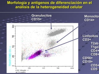 Granulocitos CD15+ Monocitos CD14+ Linfocitos CD3+ T2ab T1gd CD4+ CD8+ CD56+ CD19+ CD5+ CD5- Morfología y antígenos de diferenciación en el análisis de la heterogeneidad celular   