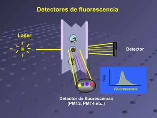 Laser Detectores de fluorescencia Fluorescencia Detector Detector de fluorescencia (PMT3, PMT4 etc.) 