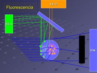 Fluorescencia FSC FL-1 FL-2 