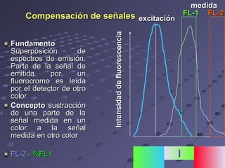 Compensación de señales Fundamento  Superposición de espectros de emisión. Parte de la señal de emitida por un fluorocromo es leída por el detector de otro color Concepto  sustracción de una parte de la señal medida en un color a la señal medida en otro color FL-2   - %FL1 excitación medida Intensidad de fluorescencia FL-1 FL-2 l 