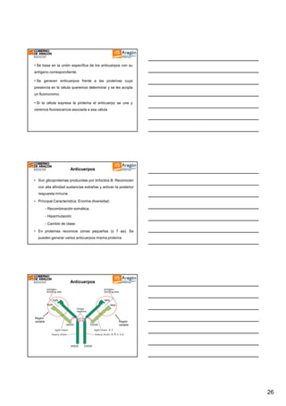 • Se basa en la unión específica de los anticuerpos con su
antígeno correspondiente.
• Se generan anticuerpos frente a las proteínas cuya
presencia en la célula queremos determinar y se les acopla
un fluorocromo.
• Si la célula expresa la proteína el anticuerpo se une y
veremos fluorescencia asociada a esa célula

Anticuerpos
• Son glicoproteínas producidas por linfocitos B. Reconocen
con alta afinidad sustancias extrañas y activan la posterior
respuesta inmune.
• Principal Característica: Enorme diversidad.
- Recombinación somática.
- Hipermutación
- Cambio de clase.
• En proteínas reconoce zonas pequeñas (± 7 aa). Se
pueden generar varios anticuerpos misma proteína

Estructura de las
Anticuerpos
inmunoglobulinas

Región
variable

Región
variable
κ, λ
α, δ, ε, γ, µ

26

 