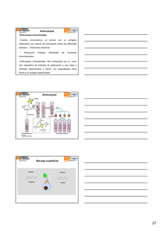 Anticuerpos
Anticuerpos monoclonales.
• Cuando

inmunizamos

un

animal

con

un

antígeno

obtenemos una mezcla de anticuerpos contra los diferentes
epítopos → Anticuerpo policlonal.
-

Producción

limitada:

Necesidad

de

sucesivas

inmunizaciones.
• Anticuerpos monoclonales. Son producidos por un único
clon específico de linfocitos B, pertenecen a una clase y
subclase determinadas y tienen una especificidad única
frente a un antígeno determinado.

Anticuerpos

Marcaje superficial

λ=488 nm

Excitación

λ=530 nm

Emisión

27

 