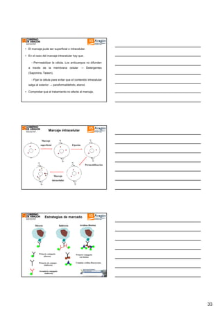 • El marcaje pude ser superficial o intracelular.
• En el caso del marcaje intracelular hay que.
- Permeabilizar la célula. Los anticuerpos no difunden
a través de la membrana celular → Detergentes
(Saponina, Tween).
- Fijar la célula para evitar que el contenido intracelular
salga al exterior → paraformaldehido, etanol.
• Comprobar que el tratamiento no afecte al marcaje.

Marcaje intracelular
Marcaje
superficial

Fijación

Permeabilización

Marcaje
intracelular

Estrategias de marcado
Directo

Indirecto

Avidina-Biotina

Primario conjugado
(directo)

Primario conjugado
con biotina

Primario sin conjugar
(indirecto)

Complejo avidina-fluorocromo

Secundario conjugado
(indirecto)

33

 