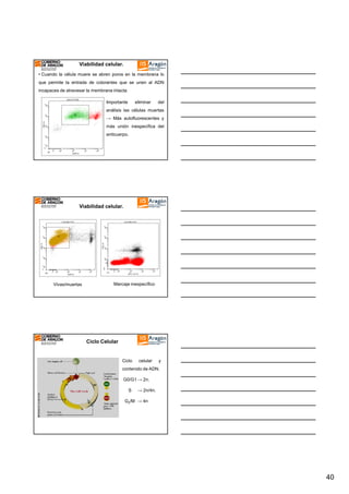 Viabilidad celular.
• Cuando la célula muere se abren poros en la membrana lo
que permite la entrada de colorantes que se unen al ADN
incapaces de atravesar la membrana intacta
Importante

eliminar

del

análisis las células muertas
→ Más autofluorescentes y
más unión inespecífica del
anticuerpo.

Viabilidad celular.

Vivas/muertas

Marcaje inespecífico

Ciclo Celular

Ciclo

celular

y

contenido de ADN.
G0/G1 → 2n.
S

→ 2n/4n.

G2/M → 4n

40

 
