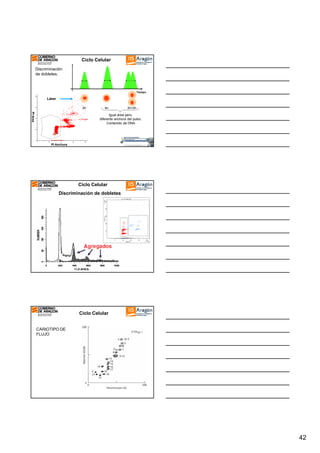 Ciclo Celular
Discriminación
de dobletes.

120

Tiempo

Láser
90

2n

2n+2n

60
30
0

PI Area

Yellow-A

4n

Igual área pero
diferente anchura del pulso.
Contenido de DNA

R1

0

30

60

90

120

Yellow-W

PI Anchura

Ciclo Celular
Discriminación de dobletes

Ciclo Celular
CARIOTIPO DE
FLUJO

42

 