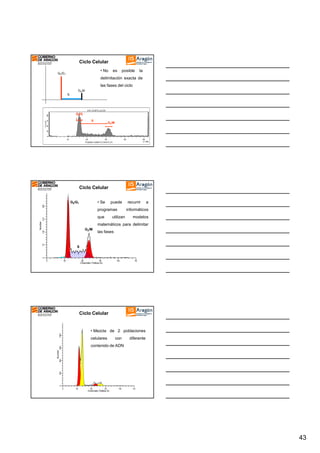 Ciclo Celular
• No

G0/G1

es

posible

la

delimitación exacta de
las fases del ciclo
G2/M
S

G0/G
1

S

G2/M

Ciclo Celular
• Se

puede

recurrir

a

280

G0/G1

programas
Number

210

que

informáticos

utilizan

modelos

matemáticos para delimitar

70

140

G2/M

las fases

0

S

0

30

60

90

120

150

Channels (Yellow-A)

Ciclo Celular

celulares

con

diferente

400

800

1200

contenido de ADN

0

Number

1600

• Mezcla de 2 poblaciones

0

30

60

90

120

150

Channels (Yellow-A)

43

 