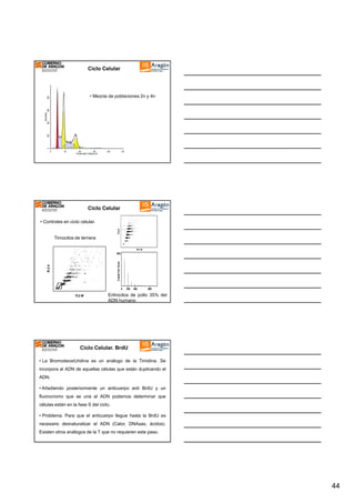 Ciclo Celular

0

200

400

Number

600

800

• Mezcla de poblaciones 2n y 4n

0

50

100

150

200

250

Channels (Yellow-A)

Ciclo Celular
• Controles en ciclo celular.

Timocitos de ternera

Eritrocitos de pollo 35% del
ADN humano

Ciclo Celular. BrdU
• La BromodeoxiUridina es un análogo de la Timidina. Se
incorpora al ADN de aquellas células que están duplicando el
ADN.
• Añadiendo posteriormente un anticuerpo anti BrdU y un
fluorocromo que se una al ADN podemos determinar que
células están en la fase S del ciclo.
• Problema. Para que el anticuerpo llegue hasta la BrdU es
necesario desnaturalizar el ADN (Calor, DNAsas, ácidos).
Existen otros análogos de la T que no requieren este paso.

44

 