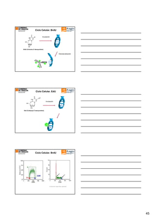 Ciclo Celular. BrdU
Incubación
Br

BrdU (5-bromo-2'-deoxyuridine)

Desnaturalización

Br

Ciclo Celular. EdU

Incubación

EdU (5-ethynyl-2'-deoxyuridine)

Ciclo Celular. BrdU

Ormerod M. Basic flow cytometry

45

 