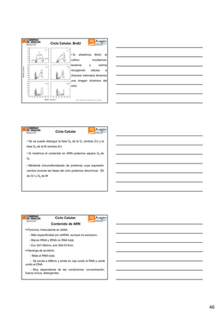 Ciclo Celular. BrdU

• Si

añadimos

cultivo,
lavamos
recogiendo

BrdU

al

incubamos,
y

vamos
células

a

diversos intervalos tenemos
una imagen dinámica del
ciclo

Gary Warnes. University of London

Ciclo Celular
• No se puede distinguir la fase G0 de la G1 (ambas 2n) y la
fase G2 de la M (ambas 4n)
• Si medimos el contenido en ARN podemos separa G0 de
G1
• Mediante inmunofenotipado de proteínas cuya expresión
cambia durante las fases del ciclo podemos discriminar G0
de G1 y G2 de M

Ciclo Celular.
Contenido de ARN
Pyronina. Intercalante en dsNA.
- Más especificidad por dsRNA, aunque no exclusivo.
- Marca rRNA y tRNA no RNA total.
- Exc 547-560nm, emi 565-574nm.
Naranga de acridinio.
- Mide el RNA total.
- Se excita a 488nm y emite en rojo unido al RNA y verde
unido al DNA
- Muy dependiente de las condiciones: concentración,
fuerza iónica, detergentes.

46

 