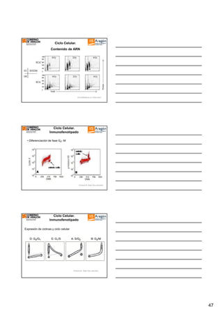 Ciclo Celular.
Contenido de ARN

WOODWARD et al. PNAS 2007

Ciclo Celular.
Inmunofenotipado
• Diferenciación de fase G2- M

Ormerod M. Basic flow cytometry

Ciclo Celular.
Inmunofenotipado
Expresión de ciclinas y ciclo celular

Ormerod M. Basic flow cytometry.

47

 