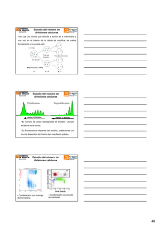 Estudio del número de
divisiones celulares
• Se usa una sonda que difunde a través de la membrana y
una vez en el interior de la célula se modifica, se vuelve
fluorescente y no pueda salir.
CFSE

Tras una
división

Tras dos divisiones

Sin dividir

Fluorescencia / célula
X

X/2

X/4

Estudio del número de
divisiones celulares
Proliferantes

No proliferantes

• El número de ciclos distinguibles es limitado: Dilución
excesiva de la sonda.
• La fluorescencia depende del tamaño, poblaciones con
mucha dispersión del mismo dan resultados pobres.

Estudio del número de
divisiones celulares

• Combinación con marcaje
de membrana

• Combinación con estudio
de viabilidad

48

 