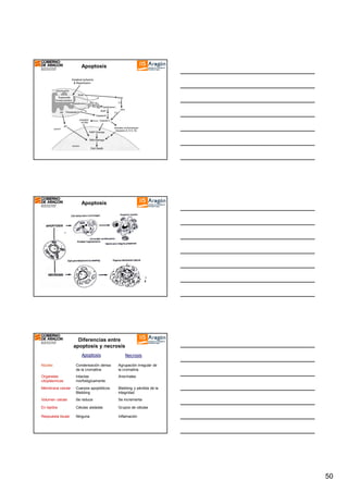 Apoptosis

Apoptosis

Diferencias entre
apoptosis y necrosis
Apoptosis

Necrosis

Núcleo

Condensación densa
de la cromatina

Agrupación irregular de
la cromatina

Organelas
citoplásmicas

Intactas
morfológicamente

Anormales

Membrana celular

Cuerpos apoptóticos
Blebbing

Blebbing y pérdida de la
integridad

Volumen celular

Se reduce

Se incrementa

En tejidos

Células aisladas

Grupos de células

Respuesta tisular

Ninguna

Inflamación

50

 