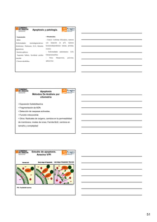 Apoptosis y patología.
• Disminuida:

• Aumentada:

- Cancer: Linfomas foliculares, tumores

- SIDA
-Enfermedades

neurodegenerativas:

con

mutación

en

p53,

tumores

Alzeheimer, Parkinson, ELA, Retinitis

hormonodependientes (mama, próstata,

pigmentosa

ovario)

- Anemia aplásica.

-

- Isquemia: Infarto, Accidente cerebro

Glomerulonefritis

vascular

-

- Cirrosis alcohólica

adenovirus

Enfermedades

Virus:

autoinmunes:

Herpesvirus,

LES,

poxvirus,

Apoptosis
Métodos De Análisis por
citometría
• Exposición fosfatidilserina
• Fragmentación de ADN
• Detección de caspasas activadas.
• Función mitocondrial.
• Otros: Radicales de oxígeno, cambios en la permeabilidad
de membrana, niveles de iones, Familia Bcl2, cambios en
tamaño y complejidad

Estudio de apoptosis.
Anexina V/PI

PS: Fosfatidil serina

51

 