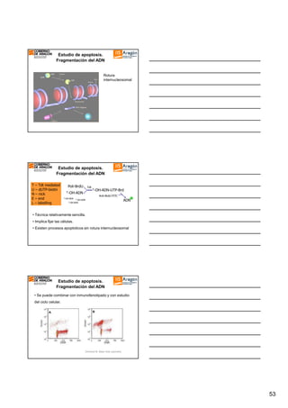 Estudio de apoptosis.
Fragmentación del ADN

Rotura
internucleosomal

Estudio de apoptosis.
Fragmentación del ADN
T – Tdt mediated
U – dUTP-biotin
N – nick
E – end
L – labelling

Poli-BrdU

Tdt

3’-OH-ADN
3’-OH-ADN

3’-OH-ADN-UTP-Brd

Anti-BrdU-FITC

3’-OH-ADN

3’-OH-ADN

ADN

• Técnica relativamente sencilla.
• Implica fijar las células.
• Existen procesos apoptoticos sin rotura internucleosomal

Estudio de apoptosis.
Fragmentación del ADN
• Se puede combinar con inmunofenotipado y con estudio
del ciclo celular.

Ormerod M. Basic flow cytometry

53

 