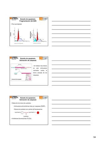 Estudio de apoptosis.
Fragmentación del ADN
• Pico sub-diploide

3%

0.25 µg/mL

Control

Mitoxantrona

G1

S

G1
21%

S

G2/M

0

40

80

120

G2/M

160

200

0

40

80

120

160

200

Channels (FL2-A-PI MITO 24H)

Channels (FL2-A-PI CONTROL 24H)

Estudio de apoptosis.
Activación de caspasas

• El método más directo
es

usar

marcados

anticuerpos
contra

la

forma activada de las
caspasas

Estudio de apoptosis.
Activación de caspasas
• Detección de rotura de sustratos.
- Anticuerpos anti-proteínas rotas por caspasas (PARP).
- Rotura de sustratos con cambio de fluorescencia.
SUSTRATO-

SUSTRATO

+

CASPASA

• Inhibidores fluorescentes (FLICA)

54

 