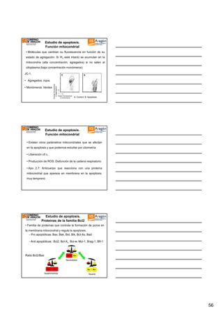 Estudio de apoptosis.
Función mitocondrial
• Moléculas que cambian su fluorescencia en función de su
estado de agregación: Si Ψ2 está intacto se acumulan en la
mitocondria (alta concentración, agregados) si no salen al
citoplasma (baja concentración monómeros)
JC-1.
• Agregados: rojos.
• Monómeros: Verdes

A: Control; B: Apoptosis

Estudio de apoptosis.
Función mitocondrial
• Existen otros parámetros mitocondriales que se afectan
en la apoptosis y que podemos estudiar por citometría
• Liberación cit c.
• Producción de ROS: Disfunción de la cadena respiratorio
• Apo 2.7: Anticuerpo que reacciona con una proteína
mitocondrial que aparece en membrana en la apoptosis.
muy temprano

Estudio de apoptosis.
Proteínas de la familia Bcl2
• Familia de proteínas que controla la formación de poros en
la membrana mitocondrial y regula la apoptosis.
- Pro apoptóticas: Bax, Bak, Bid, Bik, Bcl-Xs, Bad
- Anti apoptóticas : Bcl2, Bcl-XL, Bcl-w, Mcl-1, Brag-1, Bfl-1

Ratio Bcl2/Bax
Neutralidad

Supervivencia

Muerte

56

 