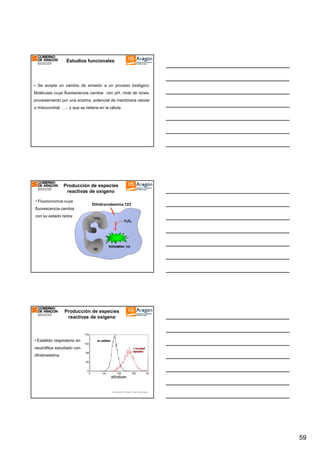 Estudios funcionales
APLICACIONES

• Se acopla un cambio de emisión a un proceso biológico:
Moléculas cuya fluorescencia cambia con pH, nivel de iones,
procesamiento por una enzima, potencial de membrana celular
o mitocondrial ….. y que se retiene en la célula.

Producción de especies
reactivas de oxígeno
• Fluorocromos cuya

Dihidrorodamina 123

fluorescencia cambia
con su estado redox
H2O2

RODAMINA 123

Producción de especies
reactivas de oxígeno

• Estallido respiratorio en
neutrófilos estudiado con
dihidroetidina

Ormerod M. Basic Flow Cytometry

59

 