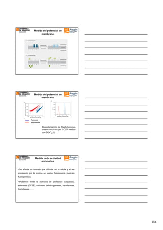 Medida del potencial de
membrana

Medida del potencial de
membrana

Polarizada
Despolarizada

Despolarización de Staphylococcus
aureus inducida por CCCP medida
con DiOC2(3).

Medida de la actividad
enzimática
• Se añade un sustrato que difunde en la célula y al ser
procesado por la enzima se vuelve fluorescente (sustrato
fluorogénico).
• Podemos medir la actividad de proteasas (caspasas),
esterasas (CFSE), oxidasas, dehidrogenasas, transferasas,
fosforilasas…….

63

 