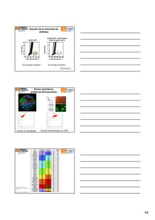 Estudio de laDE ALDOLASA
ACTIVIDAD actividad de
aldolasa

Con actividad enzimática

Sin actividad enzimática

Genes reporteros,
proteínas fluorescentes
A

Control sin transfectar

Células transfectadas con GFP

Chudakov D M et al.
Physiol Rev 2010;90:11031163
©2010 by American Physiological Society

64

 