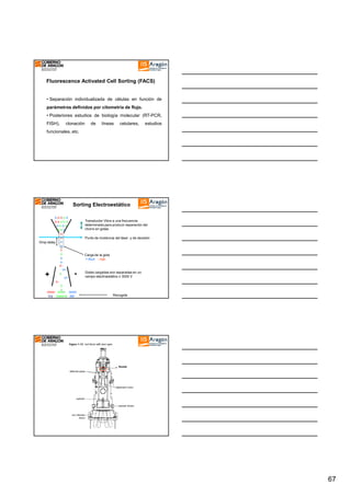 Fluorescence Activated Cell Sorting (FACS)

• Separación individualizada de células en función de
parámetros definidos por citometría de flujo.
• Posteriores estudios de biología molecular (RT-PCR,
FISH),

clonación

de

líneas

celulares,

estudios

funcionales, etc.

Sorting Electroestático
ooooo
ooooo
oooo
ooo
o
o
Drop delay o
o +
o o
o +
o +
oo+
o
o+

+

Transductor Vibra a una frecuencia
determinada para producir separación del
chorro en gotas.
Punto de incidencia del láser y de decisión

Carga de la gota
+ Azul - rojo.

-

Gotas cargadas son separadas en un
campo electroestático ± 3000 V

oo
o
oooo oooo oooo
Izq basura der

Recogida

Nozzle

67

 