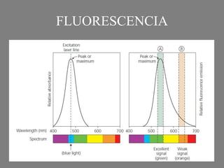 FLUORESCENCIA
 