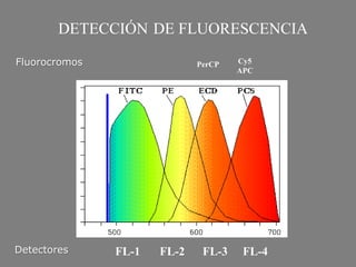 DETECCIÓN DE FLUORESCENCIA
PerCP Cy5
APC
FL-1 FL-2 FL-3 FL-4Detectores
Fluorocromos
 