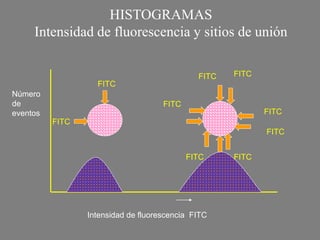 HISTOGRAMAS
Intensidad de fluorescencia y sitios de unión
Intensidad de fluorescencia FITC
Número
de
eventos
FITC
FITC
FITC
FITC FITC
FITC
FITC
FITC FITC
 