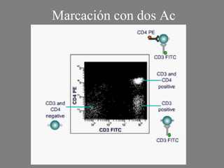 Marcación con dos Ac
 