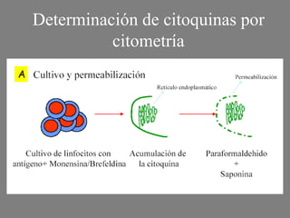 Determinación de citoquinas por
citometría
 