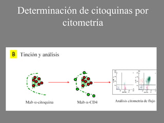 Determinación de citoquinas por
citometría
 
