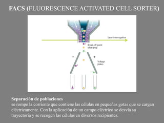 FACS (FLUORESCENCE ACTIVATED CELL SORTER)
Separación de poblaciones
se rompe la corriente que contiene las células en pequeñas gotas que se cargan
eléctricamente. Con la aplicación de un campo eléctrico se desvía su
trayectoria y se recogen las células en diversos recipientes.
 