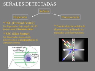 * FSC (Forward Scatter)
luz dispersada a bajo ángulo (0-10º)
proporcional al tamaño celular
* SSC (Side Scatter)
luz dispersada a ángulo recto
proporcional a la complejidad de la
estructura interna
* Permite detectar señales de
fluorescencia, utilizando Ac
marcados con fluorocromos.
Señales
FluorescenciaDispersión
SEÑALES DETECTADAS
 