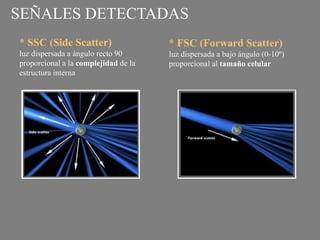 SEÑALES DETECTADAS
* SSC (Side Scatter)
luz dispersada a ángulo recto 90
proporcional a la complejidad de la
estructura interna
* FSC (Forward Scatter)
luz dispersada a bajo ángulo (0-10º)
proporcional al tamaño celular
 