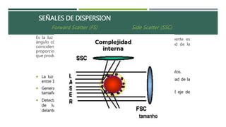 SEÑALES DE DISPERSION 
Forward Scatter (FS) 
Es la luz dispersada frontalmente en 
ángulo cónico pequeño (0-10 grados ) 
coincidente con luz incidente y es 
proporcional a tamaño de la partícula 
que produce la dispersión. 
 La luz es desviada a bajos ángulos 
entre 1 y 10 grados. 
 Generalmente proporcional al 
tamaño celular. 
 Detectada a lo largo del eje del rayo 
de luz incidente en dirección 
delantera. 
Side Scatter (SSC) 
Es la luz dispersada lateralmente es 
proporcional al la complejidad de la 
estructura celular. 
 Luz es desviada a altos ángulos. 
 Proporcional a la granularidad de la 
célula y su complejidad. 
 Detectado a 90 grados del eje de 
luz incidente. 
 