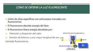 CÓMO SE OBTIENE LA LUZ FLUORESCENTE. 
 Unión de sitios específicos con anticuerpos marcados con 
fluorocromos. 
 El fluorocromo absorbe energía del láser. 
 El fluorocromo libera energía absorbida por : 
a) Vibración y disipación del calor. 
b) Emisión de fotones a una mayor longitud de onda 
Llamada fluorescencia. 
 